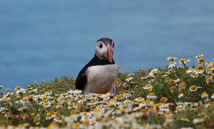 Puffin in daisies on Skomer Island.